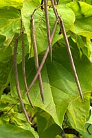 Catalpa bignonioides 'Aurea' - haricot indien doré - feuilles et capsules de graines