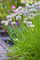 Allium senescens - ail allemand