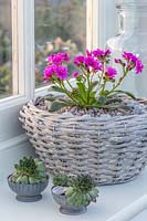 Pot en osier à fleurs de Lewisia et plats en métal de Sempervivums sur rebord de fenêtre festif.