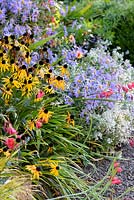 Gros plan du parterre de fleurs avec Rudbeckia fulgida var. sullivantii 'Goldsturm' et Aster x fritkartii 'Monch' en parterre de fleurs. Jardins de Llanover, Monmouthshire, UK.