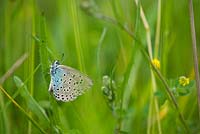 Maculinea arion, le grand papillon bleu, sur Green Down, Somerset, en juin