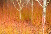 Betula utilis var. jacquemontii 'Doorenbos' parmi le cornouiller ardent Cornus sanguinea 'Winter Beauty' dans le jardin d'hiver à Sir Harold Hillier Gardens, Hampshire County Council, Romsey, Hants, UK