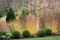 Balles avec les tiges colorées de Cornus sanguinea 'Midwinter Fire' et le bouleau à tige blanche dans le jardin d'hiver à Sir Harold Hillier Gardens, Hampshire County Council, Romsey, Hants, UK
