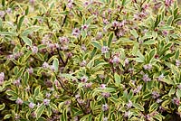 Daphne odora 'Mae-Jima '. Sir Harold Hillier Gardens, Hampshire County Council, Romsey, Hants, Royaume-Uni