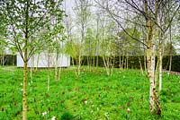 Le Jardin de Réflexion a une poustinia en son cœur, entourée d'un bosquet de bouleaux - bouleaux verruqueux sous-plantés de tulipe rouge foncé 'Red Shine' et de narcisses aux yeux de faisan. Bishop's Palace Garden, Wells, Somerset, Royaume-Uni.