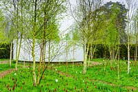 Le Jardin de Réflexion a une poustinia - un endroit tranquille pour la prière, en son cœur entouré d'un bosquet de bouleaux argentés planté de Tulipa rouge foncé 'Red Shine' et de narcisses de faisan. Jardin du palais épiscopal, Wells, Somerset, Royaume-Uni