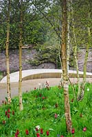 Le jardin de réflexion avec Tulipa rouge foncé 'Red Shine' et des narcisses de faisan dans un bosquet de bouleaux argentés. Jardin du palais épiscopal, Wells, Somerset, Royaume-Uni