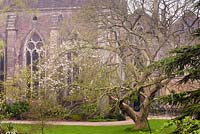 Arbustes et arbres entourent les ruines de la grande salle dans le jardin sud au Bishop's Palace Garden, Wells, Somerset, UK.