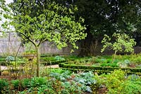 L'East Garden, un espace formel avec une faible couverture Euonymus, des roses et des plantes herbacées au Bishop's Palace Garden, Wells, Somerset, UK.