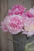 Seau de fleuriste en zinc de pivoines roses coupées - Paeonia 'Sarah Bernhardt'