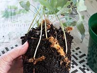 Renouveler le compost et rempoter Phlebodium 'Blue Star' - fougère bleue
