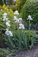 Iris barbata et Asphodeline lutea - Asphodel