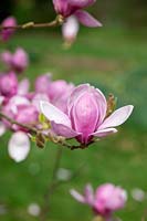 Magnolia 'Eleanor May'