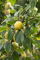 Prunus domestica 'Jefferson' - Prune 'Jefferson '