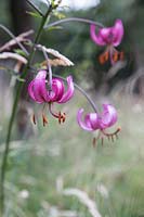 Lilium martagon - Bonnet du Turc Lily