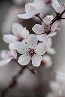Prunus cerasifera - Prune cerise