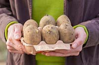 Solanum tuberosum - 'Femme tenant une boîte d'oeufs de pommes de terre de semence.