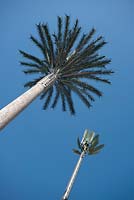 Sortir des sentiers battus - antenne de téléphonie mobile déguisée en palmiers dans un parc d'Agadir, Maroc