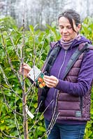 Femme enlevant l'étiquette du Malus domestica en pot 'Braeburn' - pomme 'Braeburn' - avant la plantation