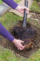 Taquiner les racines de Malus domestica 'Braeburn' - pomme 'Braeburn' - avant la plantation