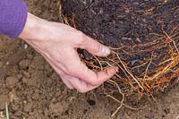 Taquiner les racines de Malus domestica 'Braeburn' - Aaple 'Braeburn' - avant la plantation