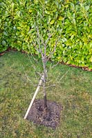 Malus domestica 'Braeburn' nouvellement planté - pomme 'Braeburn' avec piquet d'arbre