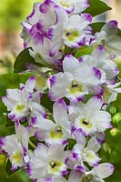 Dendrobium nobile 'Irene Smile' - orchidée noble