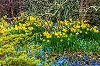Parterre de fleurs mixtes avec Narcisse 'Tete-a-Tete' - jonquilles - et Chionodoxa forbesii poussant entre les arbustes