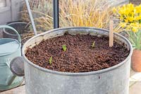 Fraîchement tourné Vicia faba - fève - 'The Sutton' cultivé en pot métallique