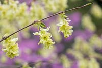 Corylopsis glabrescens 'Longwood Chimes' - Carillon parfumé de noisetier d'hiver 'Longwood Chimes '