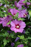Hibiscus syriacus Violette russe 'Floru' - Rose de Sharon 'Violette russe'