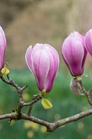 Magnolia denudata 'Forrest's Pink' - Yulan Magnolia
