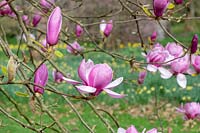 Magnolia denudata 'Forrest's Pink' - Yulan Magnolia