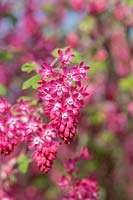 Ribes sanguineum 'Atrorubens' - Groseille à fleurs 'Atrorubens'