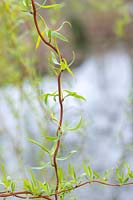 Salix x sepulcralis 'Erythroflexuosa' - Saule 'Erythroflexuosa'