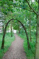 Saule vivant - Salix - les arcades transforment un chemin de gravier en un voyage invitant. Chaucer Barn, Norfolk, Royaume-Uni.