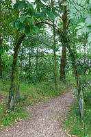 Saule vivant - Salix - les arcades transforment un chemin de gravier en un voyage invitant. Chaucer Barn, Norfolk, Royaume-Uni.