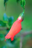 Mitraria coccinea - Fleur d'onglet