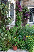 Parterre de fleurs étroit à la base du mur de la maison rempli d'un mélange de plantes. Il s'agit notamment des grimpeurs: Vitis cognetiae - vigne, Clématite 'Warszawska Nike' et Clématite 'Etoile Violette' poussant entre et autour des fenêtres.