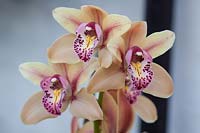 Mini Cymbidium Strathmore Rainbow 'Cooksbridge' - orchidée