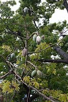 Graines de Chorisia speciosa syn. Ceiba speciose - soie floss tree