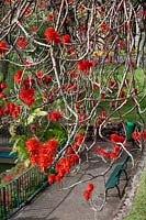Erythrina abyssinica - Corail abyssin