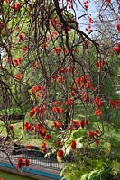 Erythrina abyssinica - corail