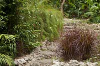 Des étapes difficiles dans le jardin, les plantes en vedette comprennent Russelia equisetiformis
