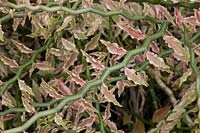 Euphorbia tithymaloides - anciennement Pedilanthus tithymaloides