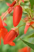 Begonia Boliviensis 'Starshine Orange'