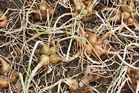 Groupe Allium cepa Aggregatum Groupe 'Golden Gourmet' - Échalote 'Golden Gourmet'