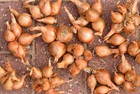 Groupe Allium cepa Aggregatum Groupe 'Golden Gourmet' - Échalote 'Golden Gourmet' - Bulbes levés séchant sur le chemin.