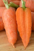 Daucus carota 'Short' n Sweet 'Carot syn.' Burpees Short n Sweet '- carotte, carottes levées lavées et coupées en deux verticalement