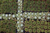 Regardant vers le bas sur différents types de Sempervivum plantés dans un motif
